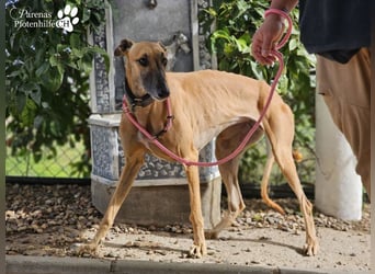 Kanoa ist eine wunderschöne Galga, anfangs ist sie unsicher