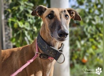 Kanoa ist eine wunderschöne Galga, anfangs ist sie unsicher