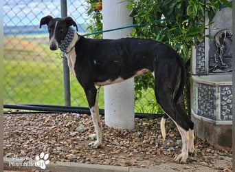 Madlen, wunderschön, sanftes Wesen, braucht anfangs etwas Zeit