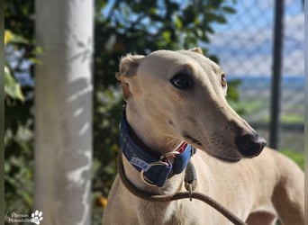 Lulea ist fröhlich und verschmust, braucht anfangs Zeit