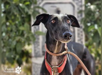 Huelva, bereits auf PS in Deutschland (Raum Darmstadt)