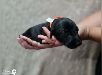Rubino ist ein aufgeweckter, verschmuster Galgo Welpe