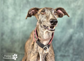 Merida ist sehr verschmust und fröhlich, braucht anfangs  Zeit