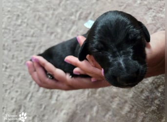 Rubino ist ein aufgeweckter, verschmuster Galgo Welpe