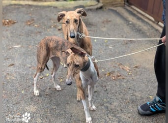 Lancelot ist ein sanfter Galgorüde