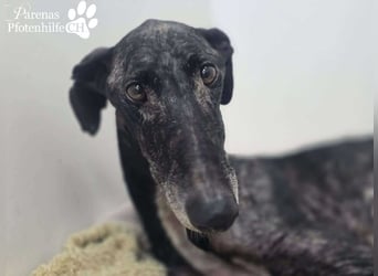 Kazim ist fröhlich, verschmust, ruhig und ausgeglichen