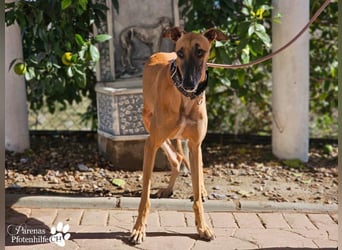 Kanoa ist eine wunderschöne Galga, anfangs ist sie unsicher