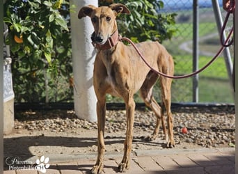 Lancelot ist ein sanfter Galgorüde