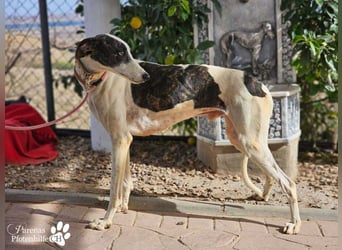 Jamal ist fröhlich und menschenbezogen, anfangs unterwürfig