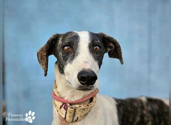 Jamal ist fröhlich und menschenbezogen, anfangs unterwürfig