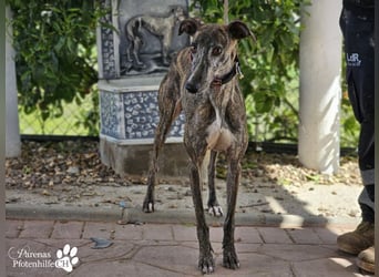 Merida ist sehr verschmust und fröhlich, braucht anfangs  Zeit