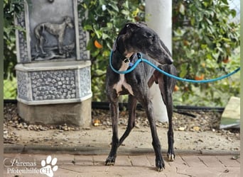 Luigi ist ein Schatz, anfangs etwas schüchtern, öffnet sich aber schnell
