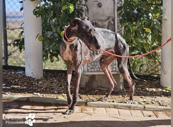 Kazim ist fröhlich, verschmust, ruhig und ausgeglichen