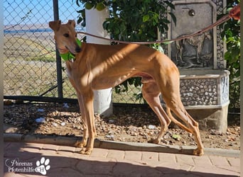 Ken ist freundlich, eher ruhig, braucht anfangs Zeit