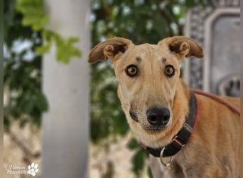 Tarugo ist ein freundlicher, aufgeschlossener Galgo
