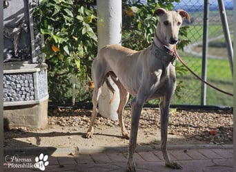 Lars ist ein fröhlicher Galgorüde mit einem sanften Herz