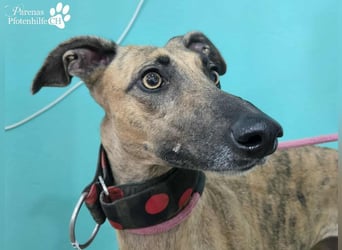 Kiki ist fröhlich und verspielt, anfangs schüchtern