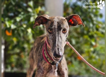 Merida ist sehr verschmust und fröhlich, braucht anfangs  Zeit