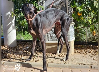 Kazar ist freundlich und verspielt, anfangs unterwürfig