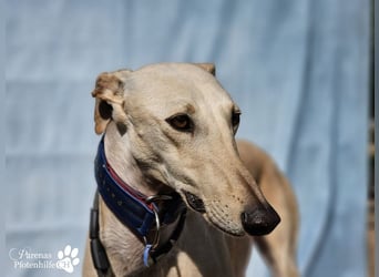 Lulea ist fröhlich und verschmust, braucht anfangs Zeit