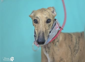 Lancelot ist ein sanfter Galgorüde