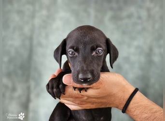 Rubino ist ein aufgeweckter, verschmuster Galgo Welpe