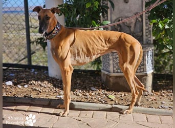 Kanoa ist eine wunderschöne Galga, anfangs ist sie unsicher