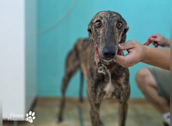 Valais ist ein offener Galgo, verschmust, menschenbezogen, unkompliziert