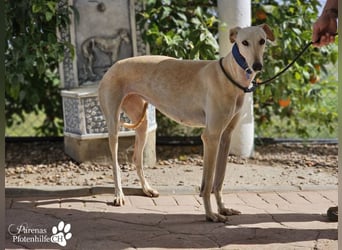 Lulea ist fröhlich und verschmust, braucht anfangs Zeit