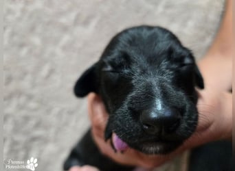 Rubino ist ein aufgeweckter, verschmuster Galgo Welpe