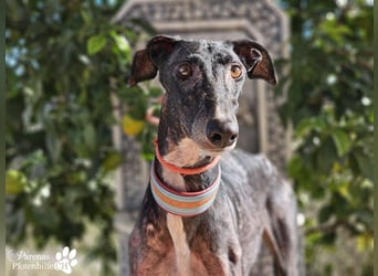 Kazim ist fröhlich, verschmust, ruhig und ausgeglichen