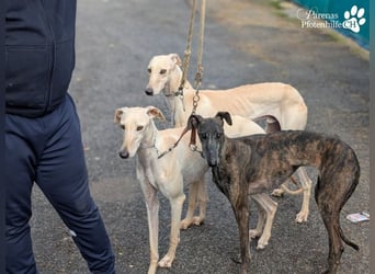 Lars ist ein fröhlicher Galgorüde mit einem sanften Herz