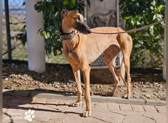 Kanoa ist jung,  verschmust, anfangs etwas zurückhaltend