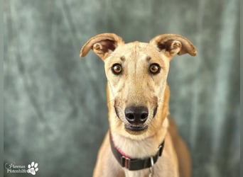 Tarugo ist ein freundlicher, aufgeschlossener Galgo