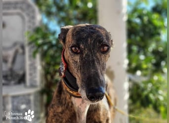 Holidays ist bereits in Deutschland