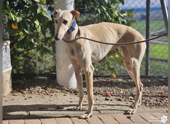 Lulea ist fröhlich und verschmust, braucht anfangs Zeit