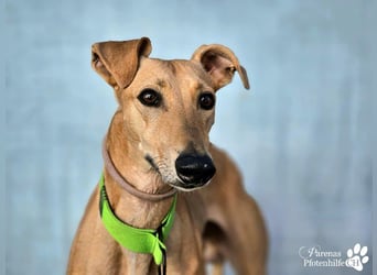 Ken ist freundlich, eher ruhig, braucht anfangs Zeit