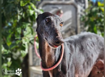 Kazar ist freundlich und verspielt, anfangs unterwürfig