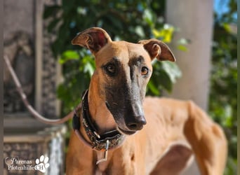 Kanoa ist eine wunderschöne Galga, anfangs ist sie unsicher