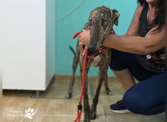 Valais ist ein offener Galgo, verschmust, menschenbezogen, unkompliziert