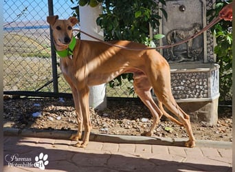 Ken ist freundlich, eher ruhig, braucht anfangs Zeit