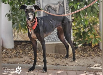 Huelva, bereits auf PS in Deutschland (Raum Darmstadt)