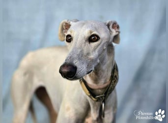 Jana ist derzeit noch schüchtern und unsicher