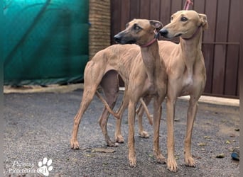 Ken ist freundlich, eher ruhig, braucht anfangs Zeit