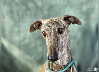 Manfred ist ein fröhlicher Galgo, anfangs schüchtern