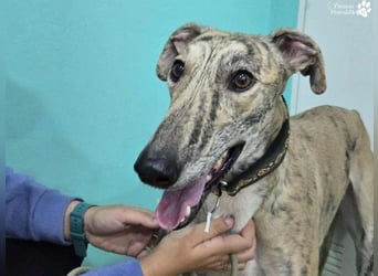 Kiros ist menschenbezogen , zutraulich  und verschmust