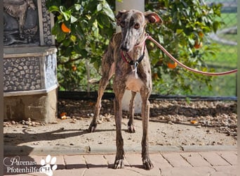 Merida ist sehr verschmust und fröhlich, braucht anfangs  Zeit
