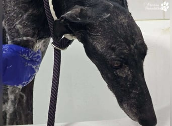 Kazim ist fröhlich, verschmust, ruhig und ausgeglichen