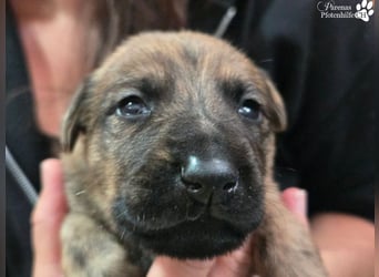 Pino ist ein kleiner Schatz-menschenbezogen, verspielt, fröhlich, neugierig