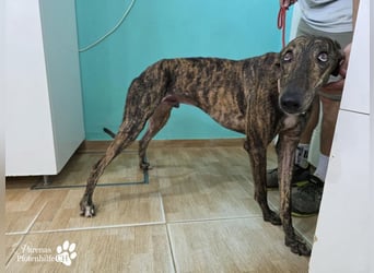 Valais ist ein offener Galgo, verschmust, menschenbezogen, unkompliziert